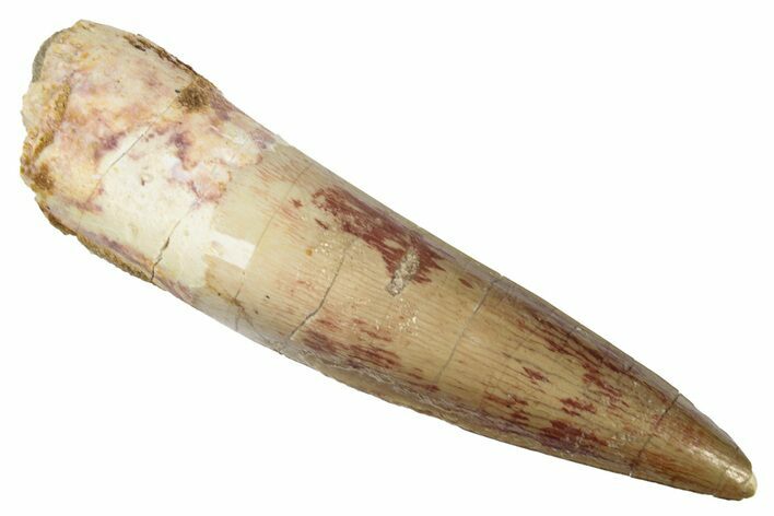 Fossil Spinosaurus Tooth - Real Dinosaur Tooth #276905
